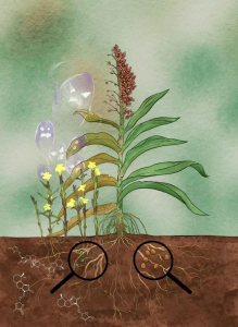 敲除这两个基因 作物将更好抵御寄生植物 