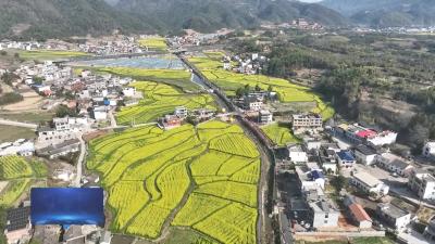 V视丨花海盛宴迎客来 绘就振兴金色梦
