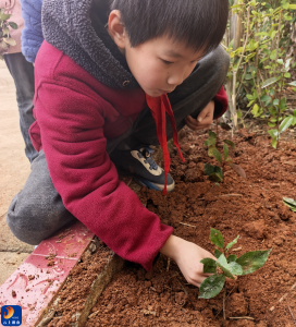 一锹一铲种希望，一树一林筑未来——慈口小学开展植树节活动