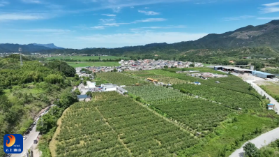 V视丨砂梨小镇春意浓 诗音舞韵颂梨乡