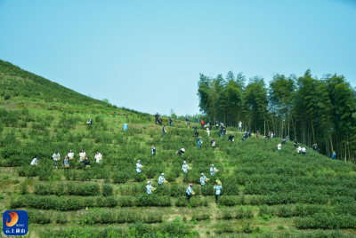 咸宁通山：四月茶香漫  万亩白茶唱振兴