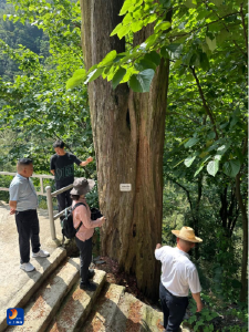 九宫山国家级自然保护区发现大面积分布的南方红豆杉