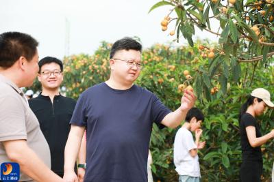 第七届通山·大畈枇杷旅游季开园 陈洪豪宣布开园 多元活动开启甜蜜之旅