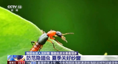别拍打！“飞行硫酸”隐翅虫进入活跃期 防范指南请查收→ 
