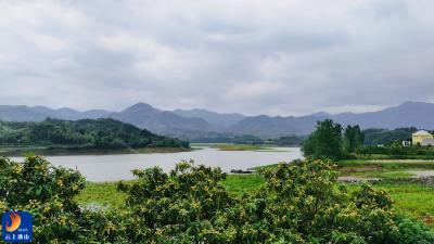 通山：一颗枇杷甜深山 农旅融合路子宽