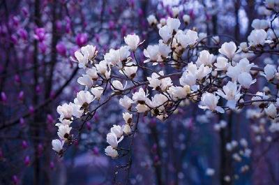 【凤池夜读】第914期丨吴倩倩朗读《生命是一树花开》