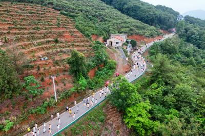湖北通山：金果出圈  “枇杷+” 催生农文旅融合新经济