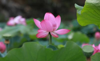 【凤池夜读】第923期丨王丹朗读《莲花和樱花》 