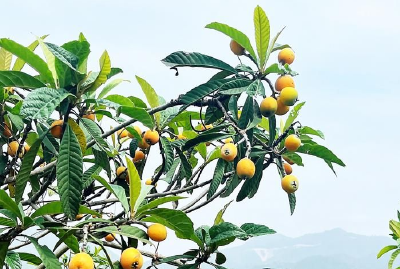 【媒体看通山】湖北日报农村新报头版关注通山枇杷