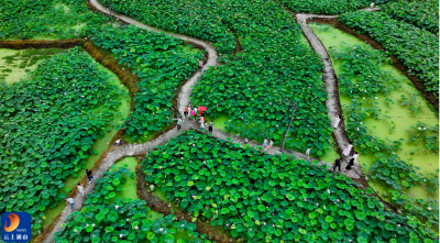 V视丨夏至荷风起 石门绘新景