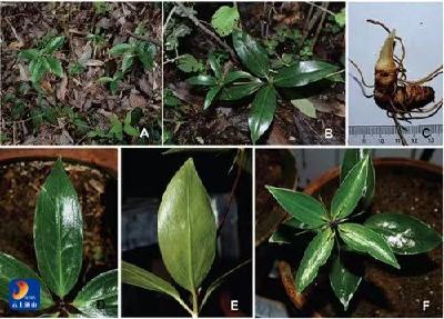 九宫山发现新物种亮叶重楼 为生物多样性添彩