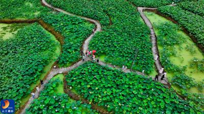 咸宁通山：夏至荷风起 石门绘新景