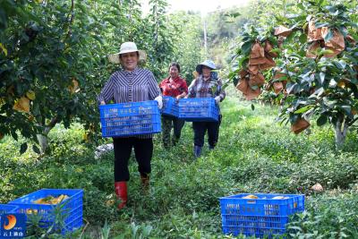 咸宁通山：千亩砂梨开园迎丰收   “黄金果”铺就乡村振兴路