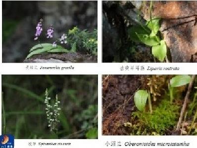 九宫山国家级自然保护区发现多种珍稀濒危兰科植物