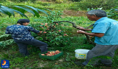 慈口乡茶园村：驻村干部助力农户  水蜜桃销售难题迎刃而解