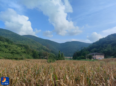 乡村八月：丰收图景里的坚守与乡村发展之思