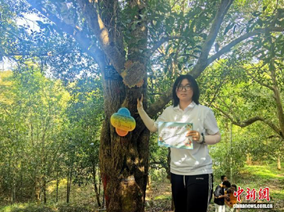 湖北咸宁：准大学生认养古桂花树记乡愁