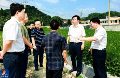 V视丨吴涛督导高标准农田项目建设专项整改工作时强调：以最严标准抓整改 筑牢粮食安全根基