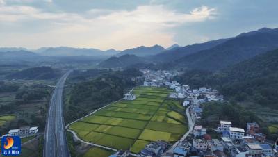 V视丨“月来”照路明 花海映初心