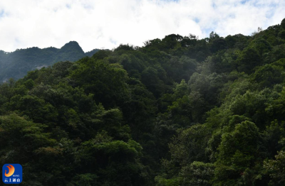 九宫山国家级自然保护区启动第二次本底调查，多维度 摸清生态“家底”
