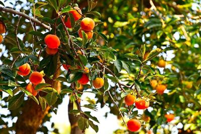 天凉了，记得添衣保暖