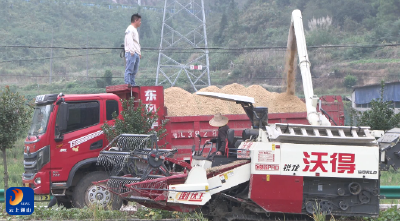 V视丨通山：稻浪金黄映丰收 驻村帮扶结硕果