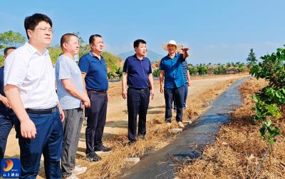 吴涛深入枇杷产业核心区调研时强调：坚定信心促融合 联农带农惠民生