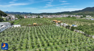 V视丨喜报！通山闯王砂梨获全国名特优新农产品产销对接活动“最受欢迎产品奖”