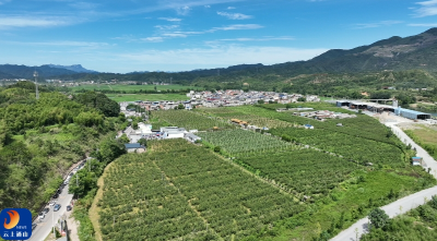 喜讯！通山县闯王砂梨斩获2025年名特优新农产品产销对接“最受欢迎产品奖”