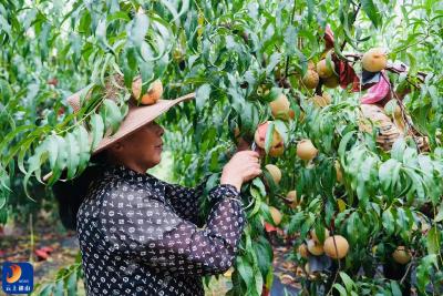 通山县燕厦乡新铺村：一颗“冬桃”种出“甜蜜希望”