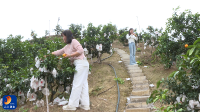 V视丨果冻橙迎丰收甜透心 六旬老人守园盼销路