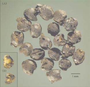 远古先民如何迈出农业第一步？这份“档案”里有答案