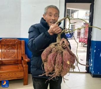 通羊镇新塘下村：红薯丰收忙 农户笑开颜