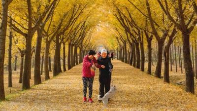 秋天多去公园走走，有这三个治愈身心的功效 