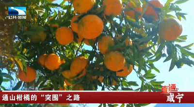通山柑橘的“突围”之路