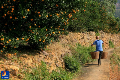 ​通山：一颗柑橘的“新生”