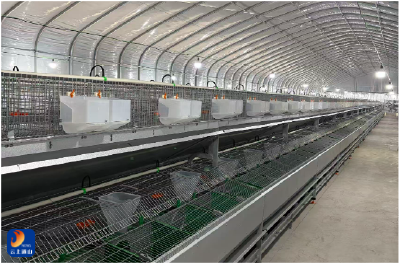 大畈镇鹿眠塘村：村级兔厂“开门纳兔” 乡村增收添新翼