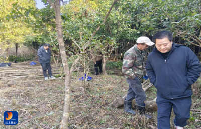 杨芳林乡：高速路口“植”此青绿 桂花飘香迎八方来客 