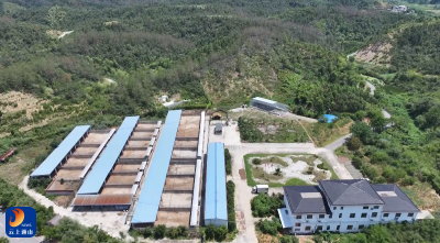 【通山人才风采②】“鹿姐”谭英：百万年薪换鹿鸣