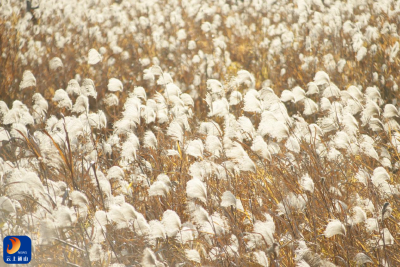 洪港镇：千亩芦苇荡盛放 芦花似雪映湖光