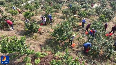 党建“红纽带”串起振兴“黄金果” ——南林桥镇党建联席会议激活乡村发展新引擎 