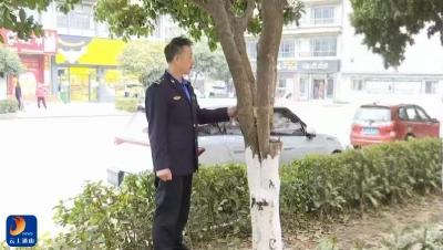 V视丨通山县一居民擅自砍伐行道树被依法查处