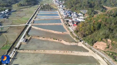 V视丨唤醒“沉睡坑塘”铺就乡村振兴致富路——高坑村以生态混养模式激活乡村内生动力