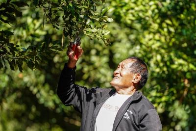 坚持耕耘得硕果——云南坚果产业发展观察