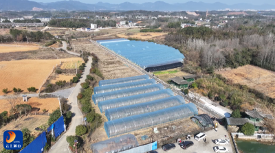 冬寒棚暖果香漫 草莓采摘正当时