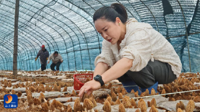【新春走基层⑱】年味新选择：通山羊肚菌抢“鲜”上市