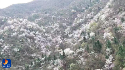 厦铺镇：积极探索“一村一景、一村一业”经济社会发展之路