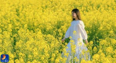 【通山美景㊲】油菜花开金满地  “三区”并进看湖北通山