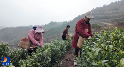 V视丨通山：春山点翠 绿叶生“金”