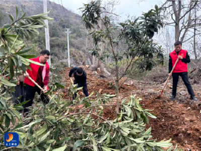大畈镇：雷锋精神润人心 植树添绿践初心